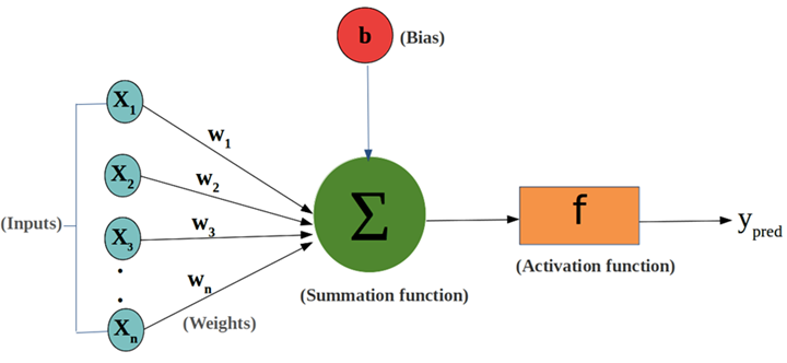 Neural network illustration highlighting the weights and bias